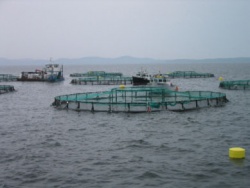 Figure 3: Salmon farm (www.dfo-mpo.gc.ca 2008)