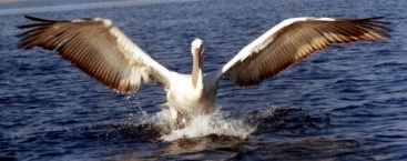 Pelican