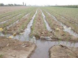 Furrow irrigation