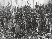 Labor in a sugarcane plantation