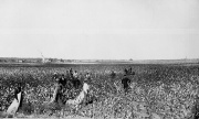 Slave labor in a cotton plantation